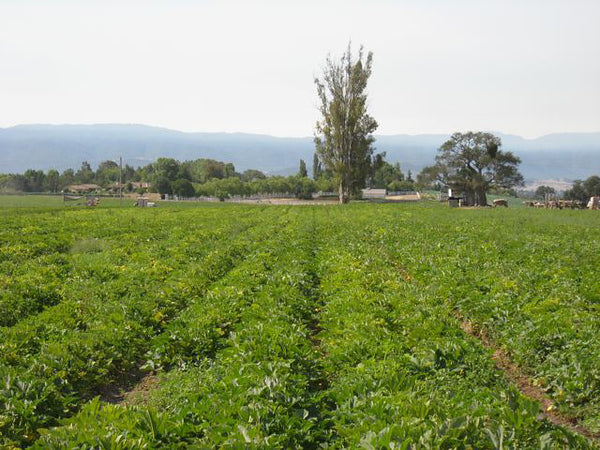 Ranches and Farms Bechtel Corp Ranch